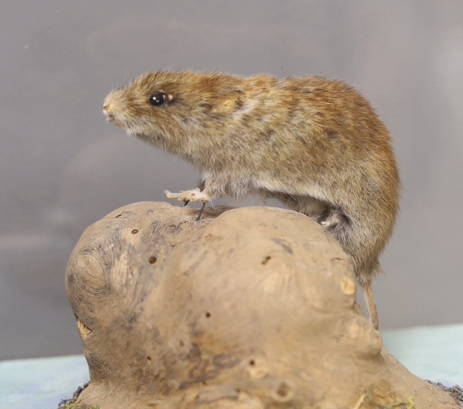 A taxidermy vole in Perspex case and museum crate